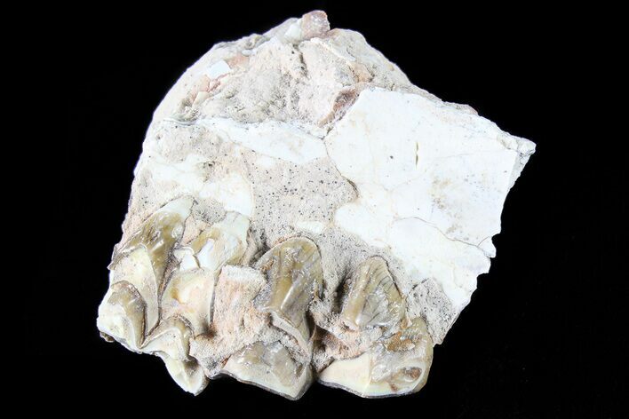 Oreodont Jaw Section With Teeth - South Dakota #81953
